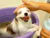 狗狗 洗澡 按摩 享受