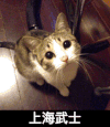 上海武士 猫咪 眼神 渴望