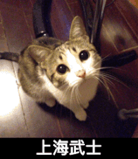 上海武士 猫咪 眼神 渴望