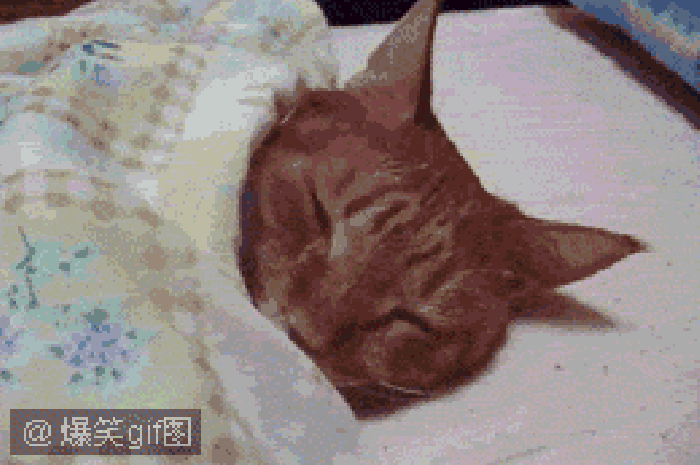 睡觉 被窝 亮光 小猫