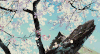 梅花 飘落 蓝天 漂亮