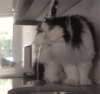 小猫 喝水 可爱 白色