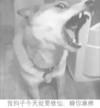 狗狗 尖牙 我狗子今天 就要修仙 睡你麻痹
