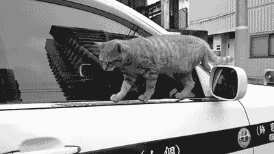 猫咪 汽车 打滚 碰瓷
