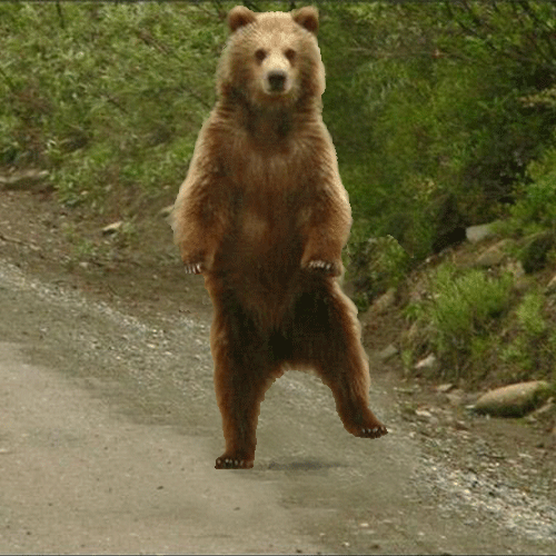 熊gif 跳舞gif 伍兹gif