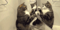 猫 喵星人 宠物 萌 可爱