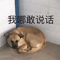 萌宠 狗 我哪敢说话 害怕