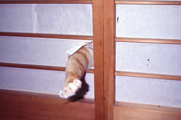 猫咪 可爱 搞笑 破坏者 门窗