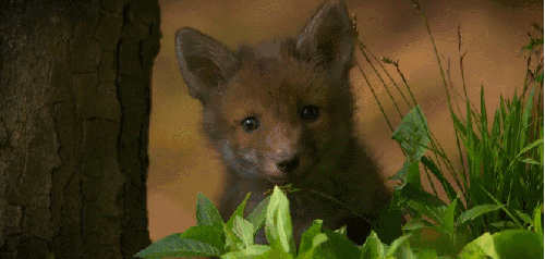 动物 狐狸 神话的森林 纪录片