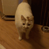 猫 卖萌 可爱 搞笑