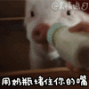 猪猪 喝奶 饿了  用奶瓶来堵住你的嘴