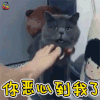 萌宠 猫咪 猫 搞怪 恶心到我了 恶心死了 soogif soogif出品