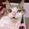 萌宠 猫星人 这么厉害的吗 震惊 呆萌 可爱