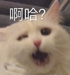 萌宠 猫星人 啊哈 惊讶 搞怪 呆萌