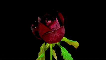 玫瑰 红色 绽放 绿叶 模拟过程