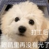 萌宠 汪星人 打工后 眼睛里在没有光了 呆萌 可爱