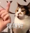 萌宠 猫星人 你挺好 好人卡 呆萌 可爱