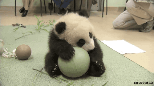 熊猫 球球 喜欢 可爱