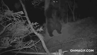 熊 晚上　神秘　黑漆漆