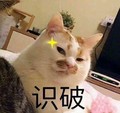 猫咪 可爱 呆萌 斗图 识破