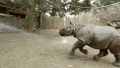 水 乐趣 宝贝 动物 自然 玩 濒危的 保护 犀牛 犀牛 圣地亚哥野生动物公园 动物 圣地亚哥野生动物园