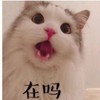 萌宠 猫星人 在吗 在干嘛 呆萌 可爱