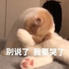 萌宠 猫星人 别说了 我要哭了 呆萌 可爱