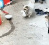 萌宠 狗 养狗 宠物 可爱 叼 拖 搞笑 小狗