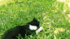 猫咪 草地 玩球 可爱