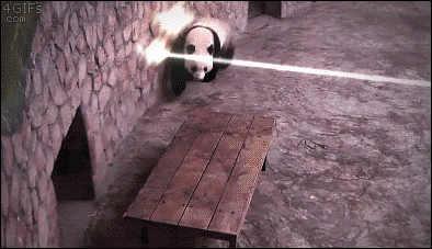 熊猫 功夫 躲枪 可爱