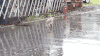 下雨 喵星人 淋雨 萌宠 萌 萌萌哒