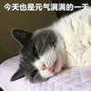 萌宠 猫星人 今天也是元气满满的一天 加油 呆萌 可爱