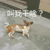 萌宠 汪星人 叫我干啥 好奇 呆萌 可爱