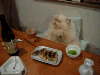 猫咪 用餐 搞笑