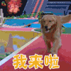 萌宠 狗 金毛 我来啦 撩 soogif soogif出品