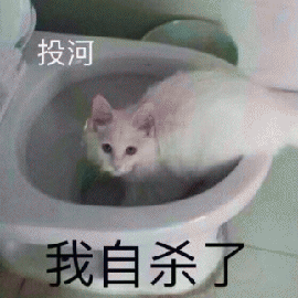 萌宠 猫 猫咪 喵星人 马桶 投河 我自杀了 伤心