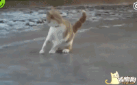 猫 可爱 萌 冰上走 玩耍
