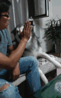 狗 击掌 卖萌 可爱
