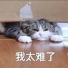 萌宠 猫星人 我太难了 难受 呆萌 可爱