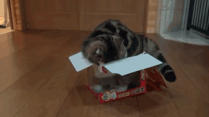 猫咪 呆萌 纸箱子 舒适