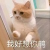 萌宠 猫星人 我好想你鸭 开心 呆萌 可爱