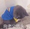 萌宠 喵星人 向老公低头 对不起我错了 呆萌 可爱