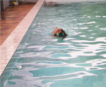 游泳 狗爬 萌 可爱