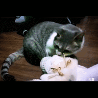猫猫 可爱 卖萌 滑稽
