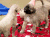 猫 小狗 会议 动物 狗 猎豹