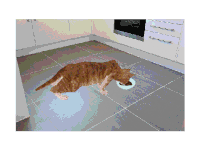 猫