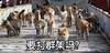 萌宠 猫星人 要打群架吗 凶巴巴 呆萌 可爱