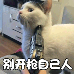 猫 萌宠 喵星人 别开枪自己人 soogif soogif出品