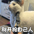 猫 萌宠 喵星人 别开枪自己人 soogif soogif出品