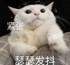 萌宠 猫星人 紧张 瑟瑟发抖 呆萌 可爱